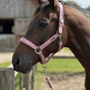 Licol - Harry's Horse
